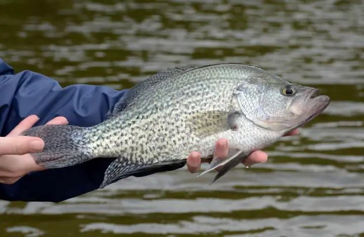 How to Troll for Crappie