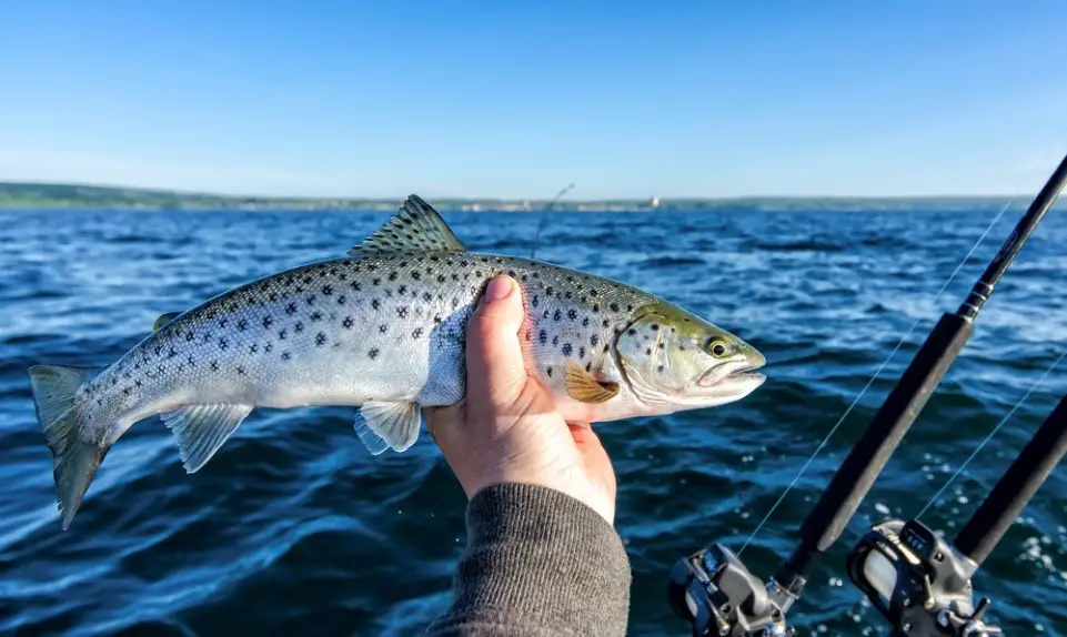 How to Troll for Lake Trout: A Step by Step Guide