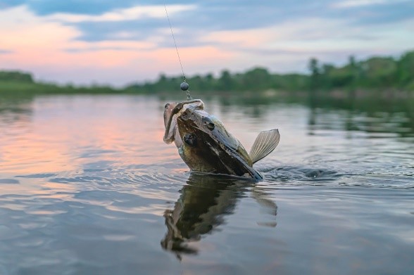 Walleye fish on hook