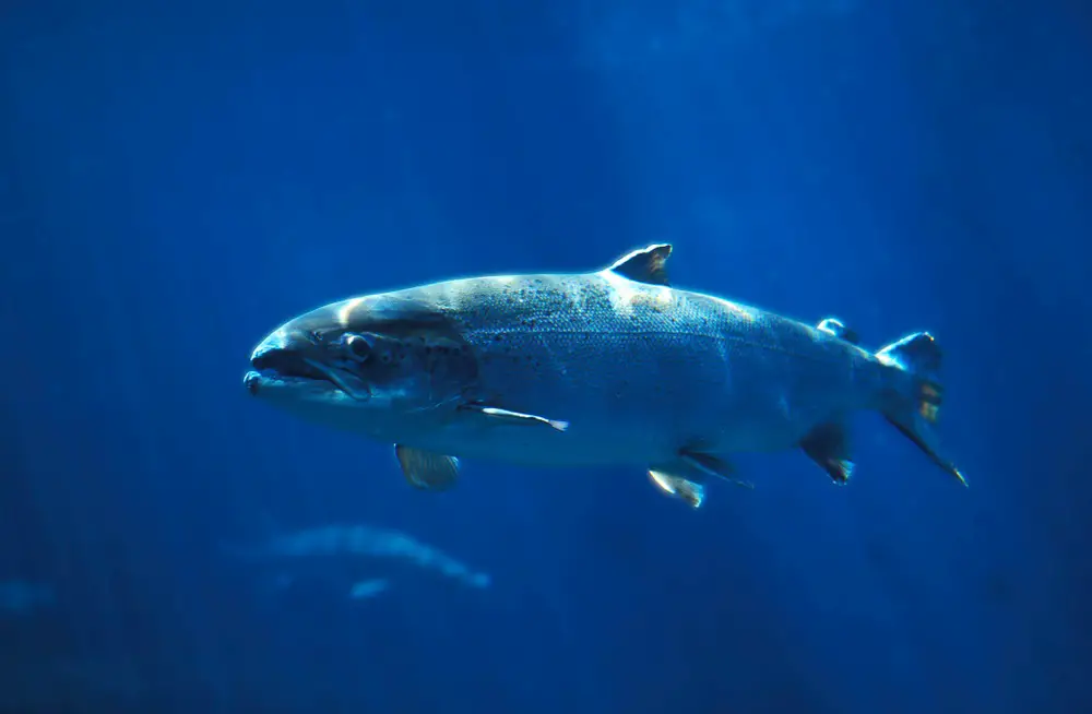 salmon swimming in blue water