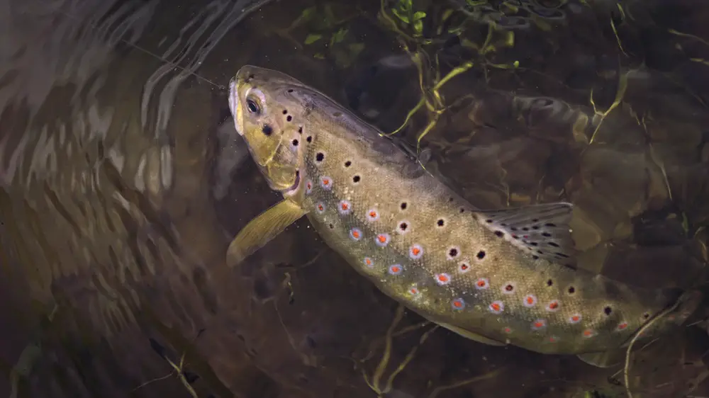 trout hooked under water